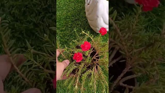 My beautiful Red moss rose flowers in small pot. Please subscribe for more information on it.