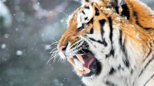 Матерные Слова И Этика