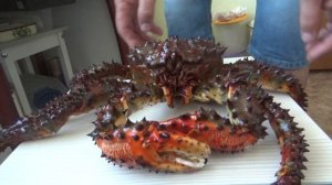 Живой краб в квартире!!!!!!?