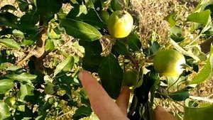 Состояние яблонь на конец мая на подвое 62 396