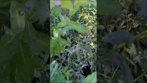 Ива хакуро нишики