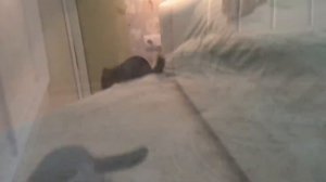 Как Кошка И Шиншилла Играют Вместе!! / How the cat and chinchilla play