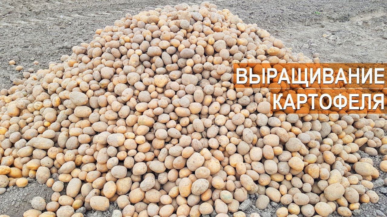 Выращивание картофеля. КФХ Андрея Никитина. Калининградская область.