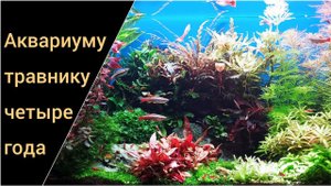 Аквариум 30л, 4 года после запуска