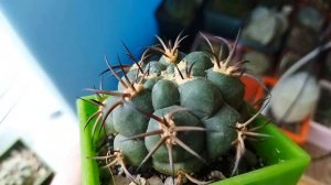 Уход за кактусом зимой. Зимовка кактусов. Обзор кактусов.