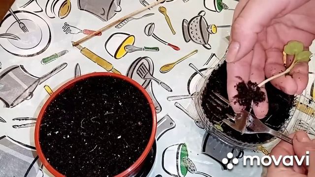 Пересаживаю настурцию.