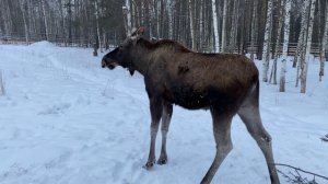 ❪4K❫ Лосиная биостанция. Экскурсия в национальный парк "Лосиный остров"