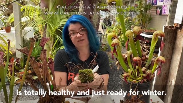 How to Care for Carnivorous Plants in Winter смотреть онлайн