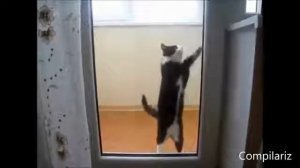 Приколы с кошками Танцующие коты Ржач YouTube 360p