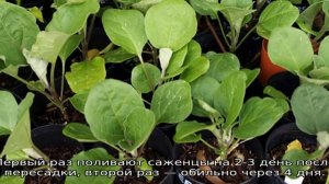 Когда высаживать баклажаны в открытый грунт
