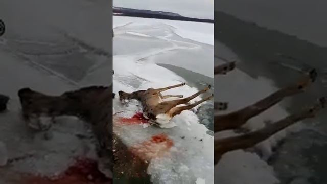 Зимняя рыбалка в Сибири смотреть онлайн