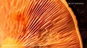 Ложная лисичка рыжая (Hygrophoropsis rufa)