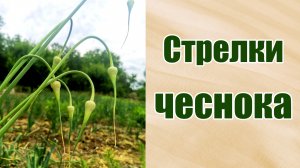 Стрелки чеснока. Когда удалять стрелки на озимом чесноке. Для чего они нужны. Семенное размножение.