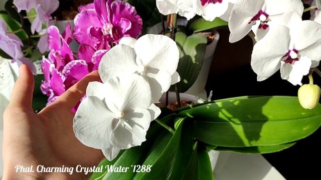 ОРХИДЕИ ЦВЕТУТ КАСКАДАМИ. Биглипы с названиями в домашнем цветении. Orchids / Phalaenopsis / Blooms смотреть онлайн