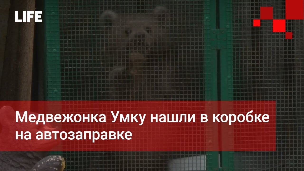 Медвежонка Умку нашли в коробке на автозаправке