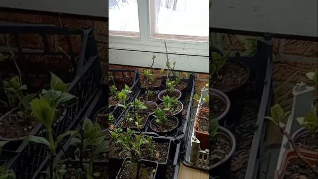 ☝️ОЧЕНЬ ВАЖНО!Уход за ГОРТЕНЗИЕЙ после зимней спячки🌺#гортензиякрупнолистная #гортензии