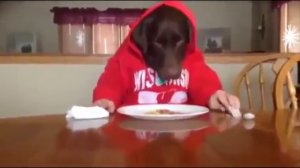 Прикольная собака кушает как настоящий человек
