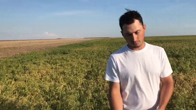 Как повысить плодородие почв без удобрений