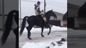 Жеребец Карачаевской Породы "Алгъыш" (Къаракъуш)