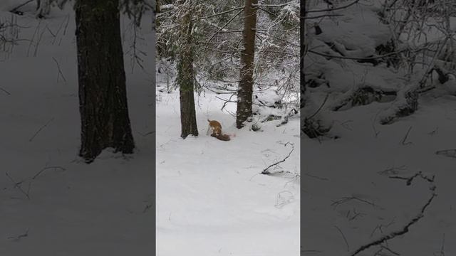 Бигль и заяц. Добыли!