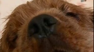 Зверская жизнь  Как ухаживать за кокер спаниелями