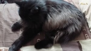 СИБИРСКАЯ КОШКА Алиса с нами 15 лет.Красивая, пушистая,с характером.Beautiful cat.Черная кошка.pet