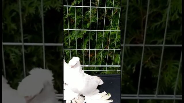 Голуби красавцы. Желтые. Белые. Чины. Двухчубые голуби. Tauben. Pigeons смотреть онлайн