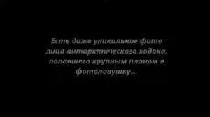 Доклад Майкла Гремма. Земля не является шаром..