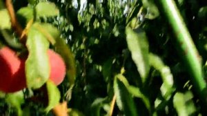 Персик Роял Прайд  Royal Pride //persikovod.com/