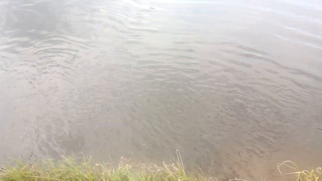 Профессиональный прыжок в воду (щучкой) УЧИТЕСЬ) смотреть онлайн