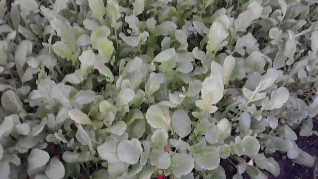 Редиска зимой в теплице смотреть онлайн