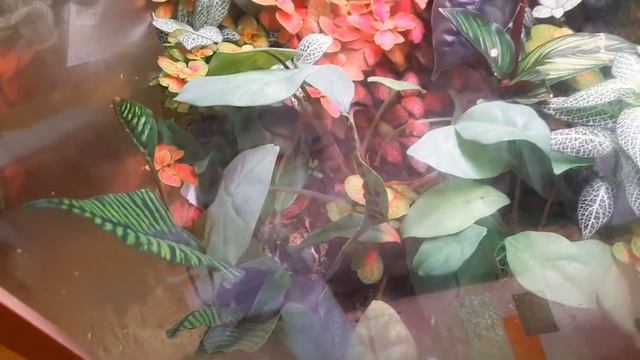 ОБЗОР РАСТЕНИЙ В СПАЛЬНЕ / ЧТО НОВОГО / ПЛАНЫ смотреть онлайн