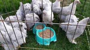 ЦЫПЛЯТАМ БРАМА ИЗАБЕЛЬ ЛАВАНДА ДВА МЕСЯЦА