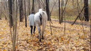 Прогулка с питомцами по бездорожью в лесу.