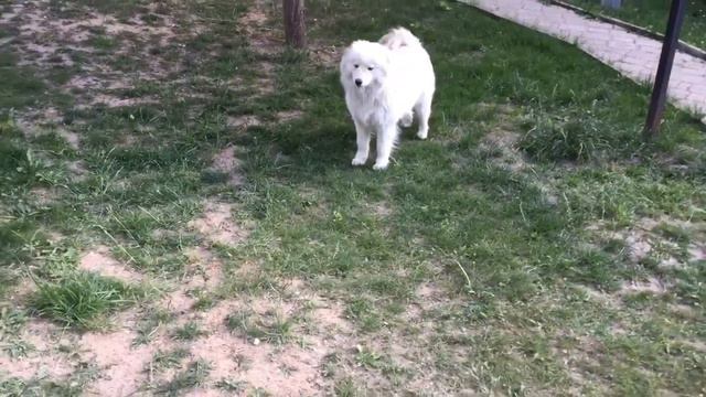 ПРОГНОЗ НА ЧМ 2018 ПО ФУТБОЛУ ОТ САМОЕДА смотреть онлайн