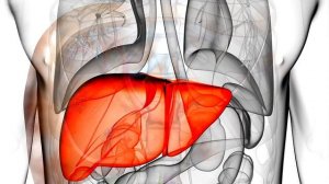 Для чего нам нужна печень?