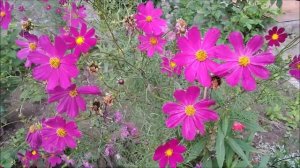 VINTAGE SONGS. Beautiful Flowers COSMEA morning relaxation for a good mood