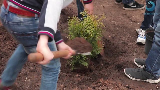 Сажаем деревья вместе с Irrigator.ru смотреть онлайн