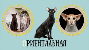 АЛФАВИТ - ПОРОДЫ КОШЕК