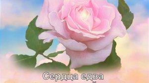 Песня 465 Роза Света