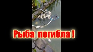 В пруду погибла часть рыбы.