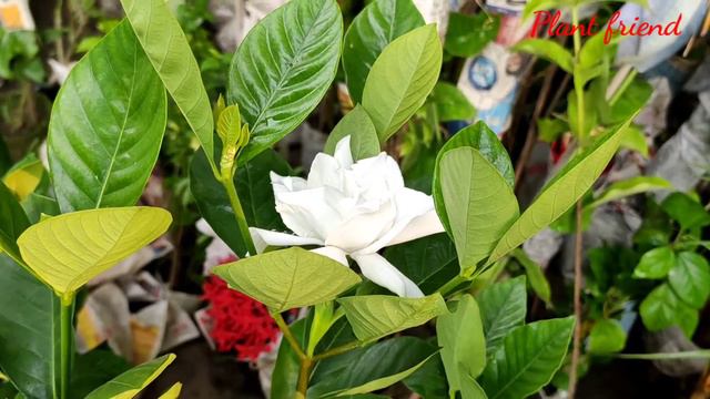 Gandharaj flower, gardenia/ cape jasmine flower.. смотреть онлайн