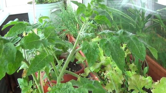Выращивание зелени на балконе. Огород на балконе и окошке 8 июля 2020. смотреть онлайн