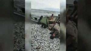 вылов кильки на ставниках в Каспийском море в Дагестане