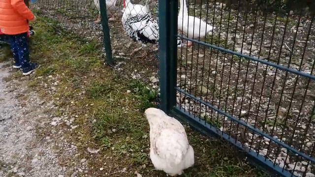 Курица сбежала. смотреть онлайн