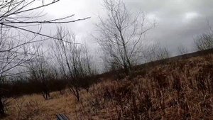 Охота на утку и куропатку с легавой.