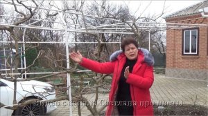 Глициния Как формировать глицинию после посадки