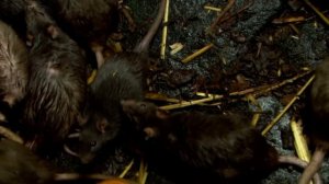 10 Самых Интересных Фактов о Крысах. Факты про Крыс