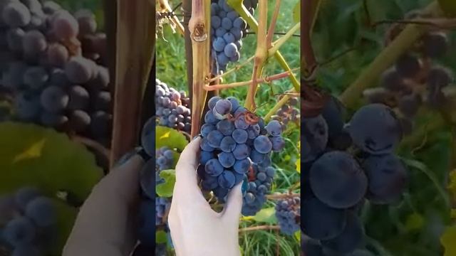 Урожай винограда, август 2020 г. смотреть онлайн