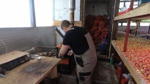 Зимняя теплица. Выращивание лука.